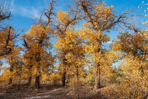 额济纳旗胡杨 额济纳旗胡杨