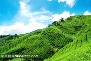 蓝天白云山坡上的茶园自然风光摄影高清图片