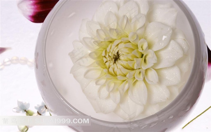 白色菊花鲜花花艺素材