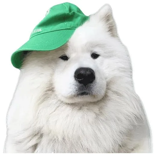 萨摩耶 PNG免抠(512x512)
