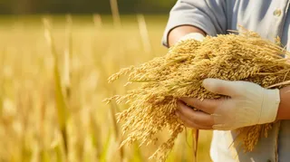 秋天丰收季手捧着粮食摄影图