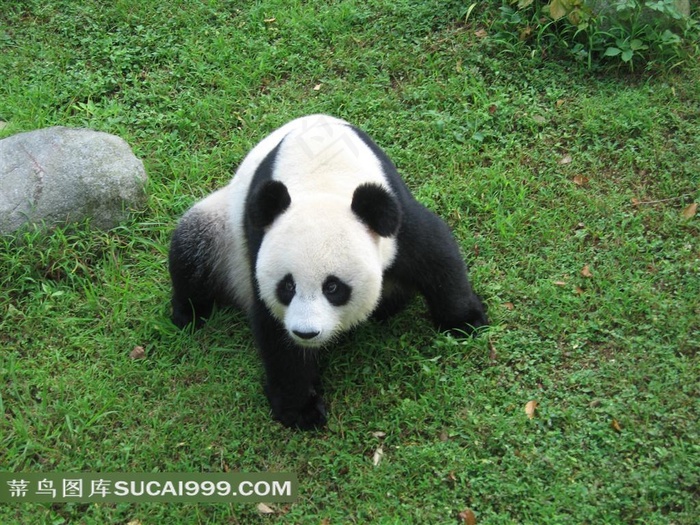 草地上的大熊猫