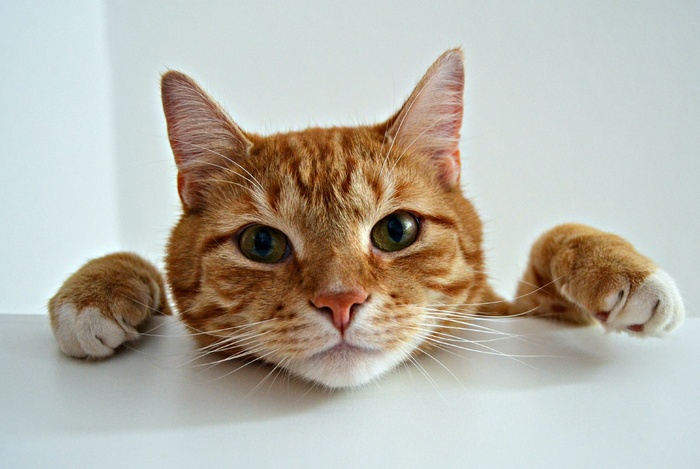 可爱猫咪猫猫摄影素材