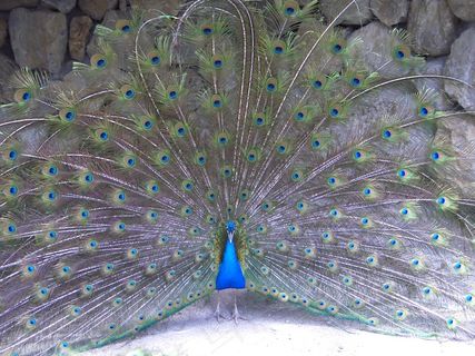 孔雀开屏摄影图片