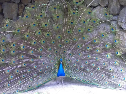 孔雀开屏摄影图片