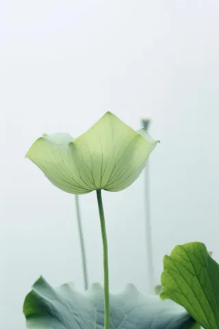 荷叶简约清新淡绿色背景