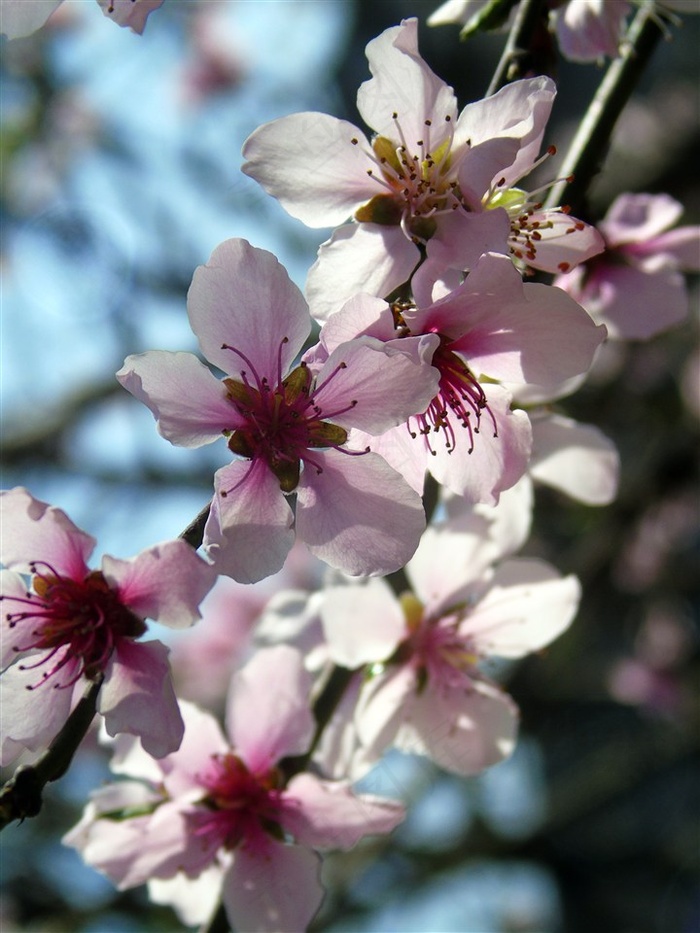 盛开的桃花摄影素材