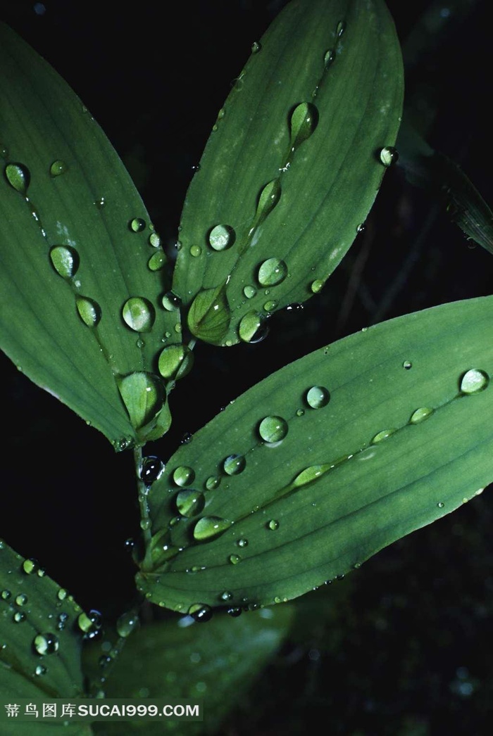美丽的植物叶子和露珠