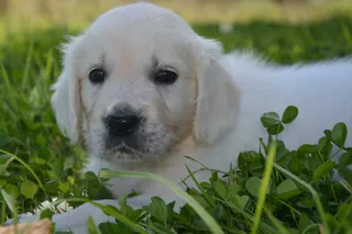 白色金毛猎犬图片