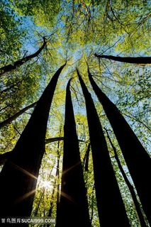 唯美树林森林风景图片