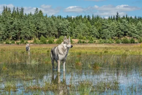 田间的大灰狼图片
