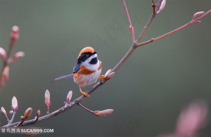 2K高清山雀鸟类图片