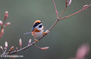 2K高清山雀鸟类图片