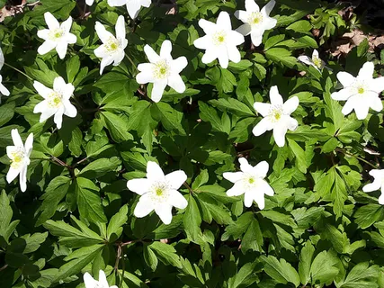 花朵 花束 植物 素材 (34) 花朵 花束 植物 素材 (34)