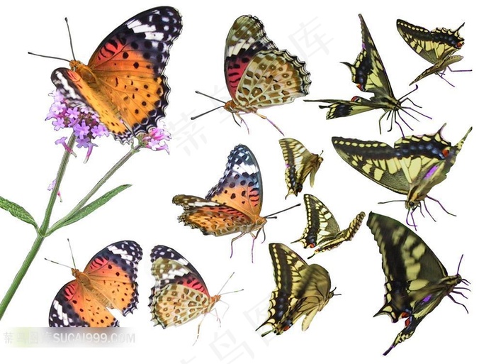 十二种各种颜色各种形态蝴蝶