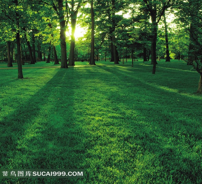 阳光照进树林里