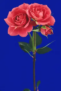 一对鲜花红 一对鲜花红