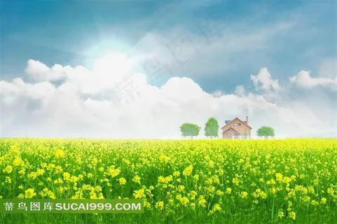 油菜花主题高清图片 油菜花主题高清图片