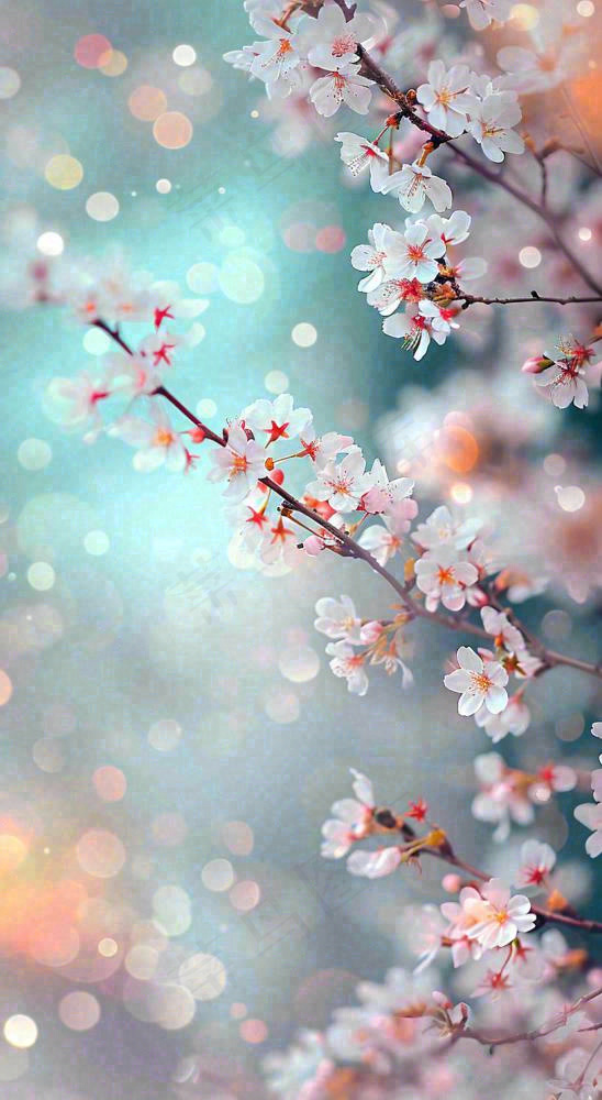 绚丽浪漫粉白色樱花花朵，惊蛰立春摄影图(816x1488)