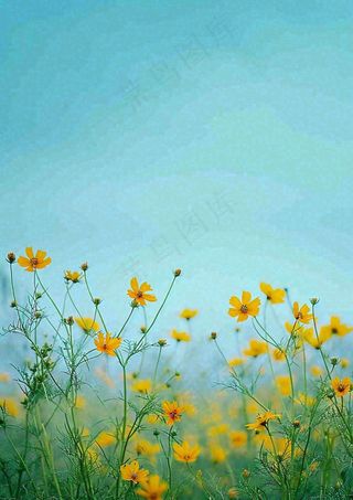 春天花海小黄花清新鲜花，蓝天春分