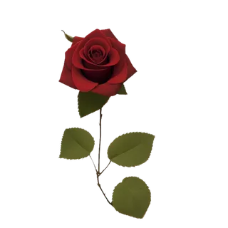 单只带叶玫瑰花