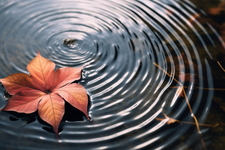 秋天水中落叶枫叶摄影图