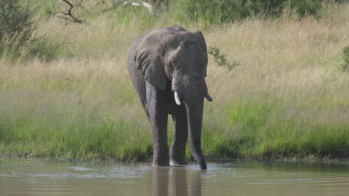 大象从湖里喝水