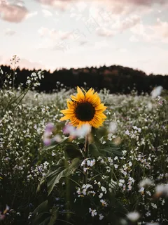 花丛中的向日葵图片