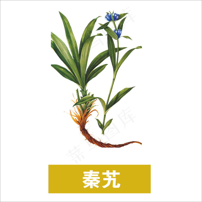手绘草本中药药材秦艽