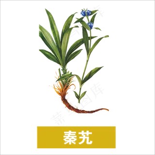 手绘草本中药药材秦艽 手绘草本中药药材秦艽