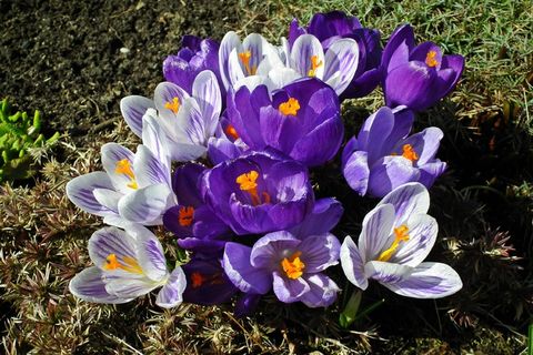 多彩番红花图片