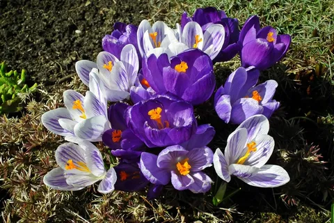 多彩番红花图片 多彩番红花图片