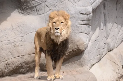 狮子动物园动物森林野生设计素材