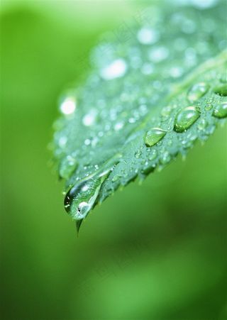 新发芽的叶子一滴水美图素材