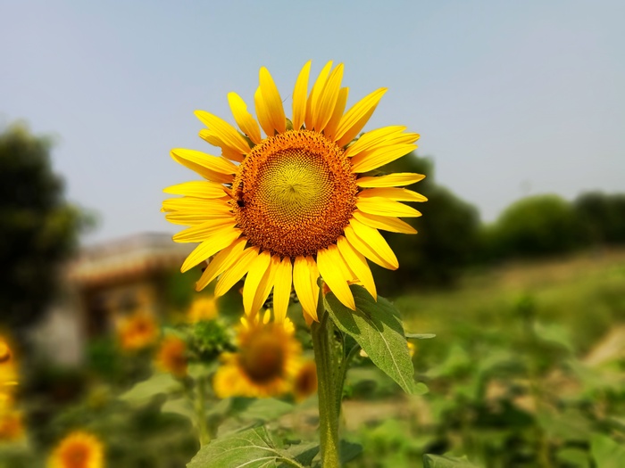 黄色向日葵摄影素材