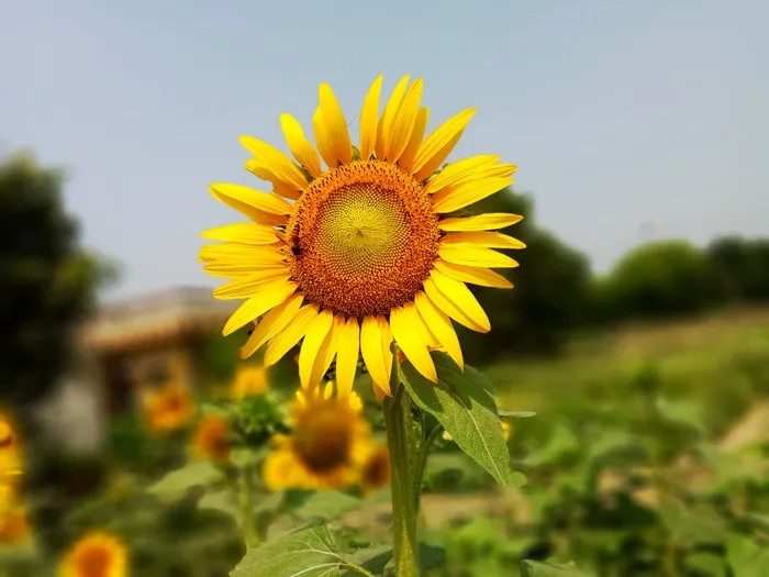 黄色向日葵摄影素材