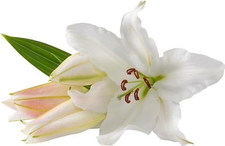 百合花免抠(444x288)