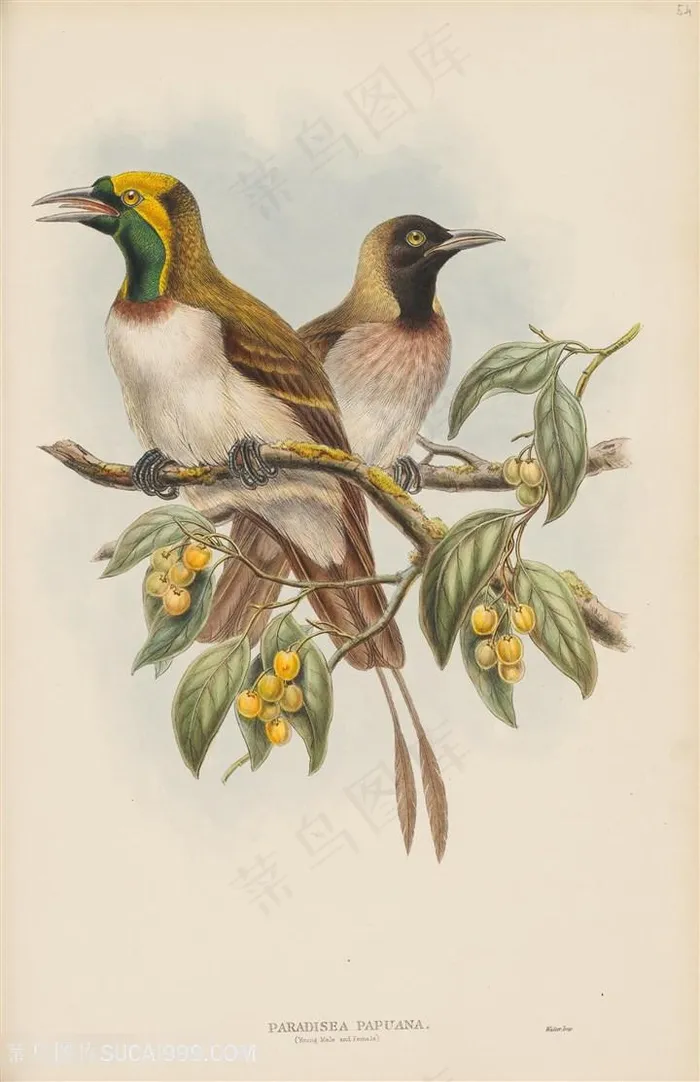 中式树枝水彩鸟插画装饰画