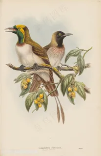 中式树枝水彩鸟插画装饰画