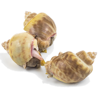 海螺 (1)海鲜超市商品红酒白底图免抠实物摄影png格式图片透明底