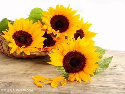 高清静物向日葵图片