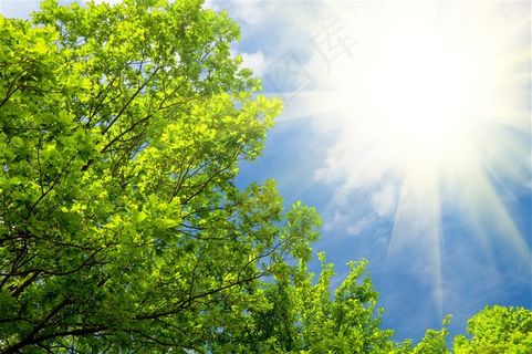 阳光绿树高清风景画