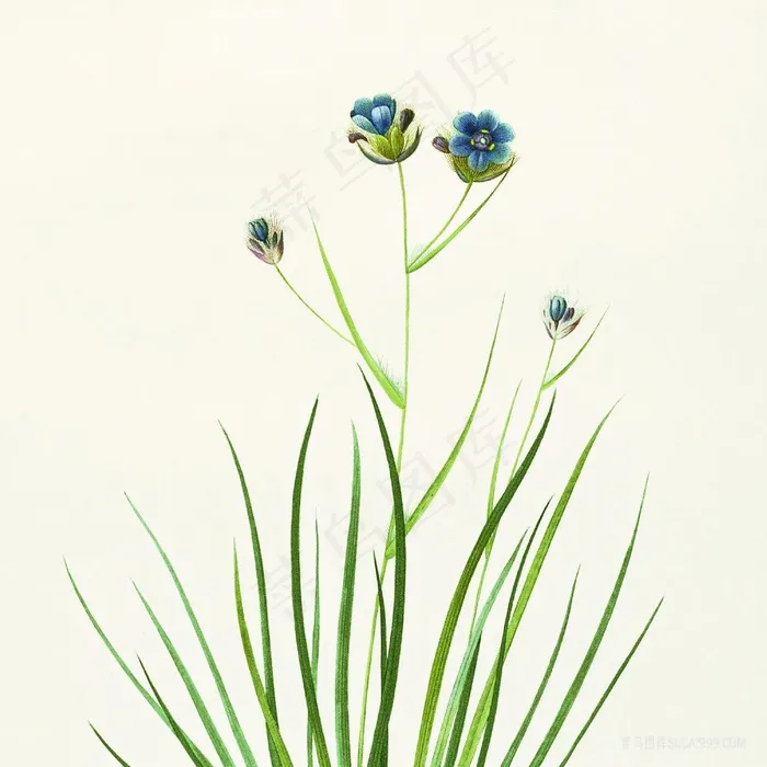 唯美蓝色花卉植物画
