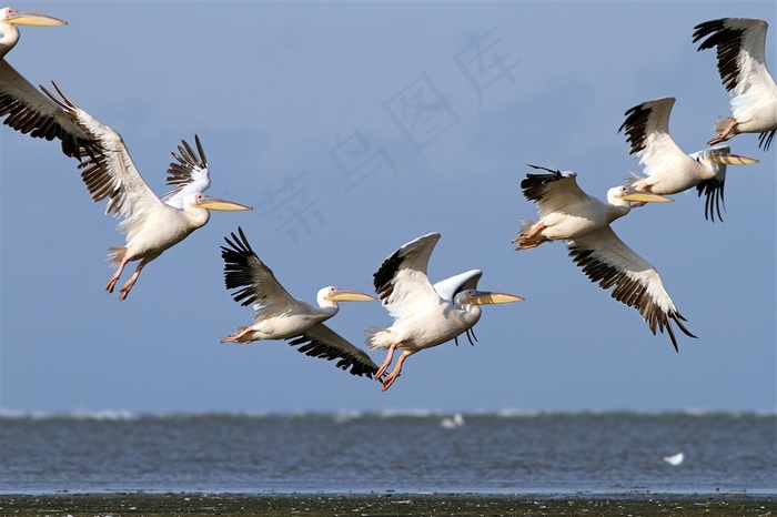 天空中飞翔的鸟