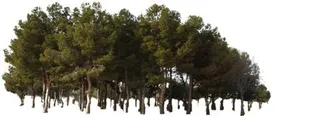 森林 PNG免抠