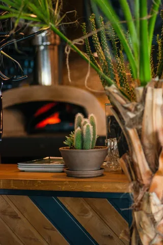 绿色仙人掌仙人球摄影素材