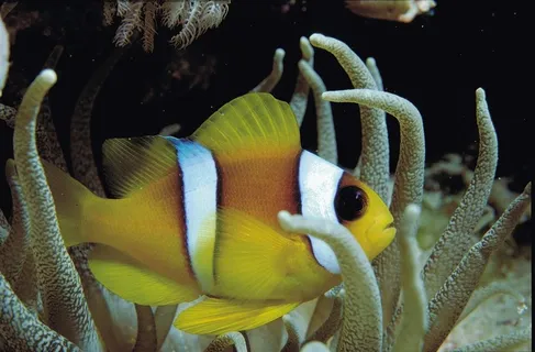 小丑鱼图片下载