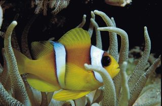 小丑鱼图片下载