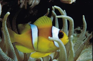 小丑鱼图片下载