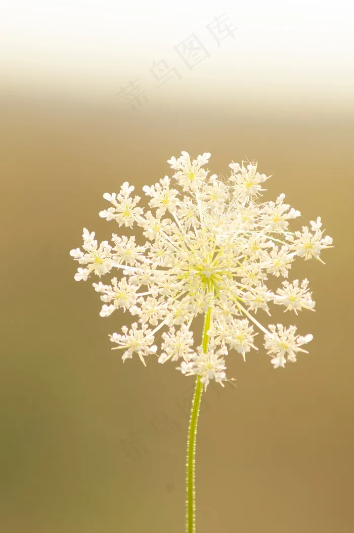 中草药蛇床花图片